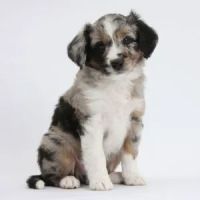 Hope For Pets ico
