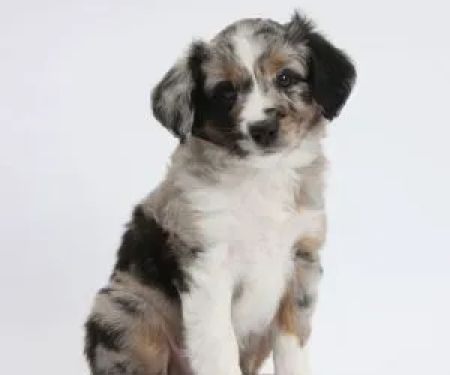 Hope For Pets