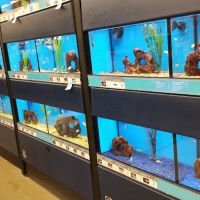 Petco ico