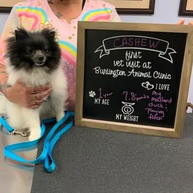 Burlington Animal Clinic Picture 1