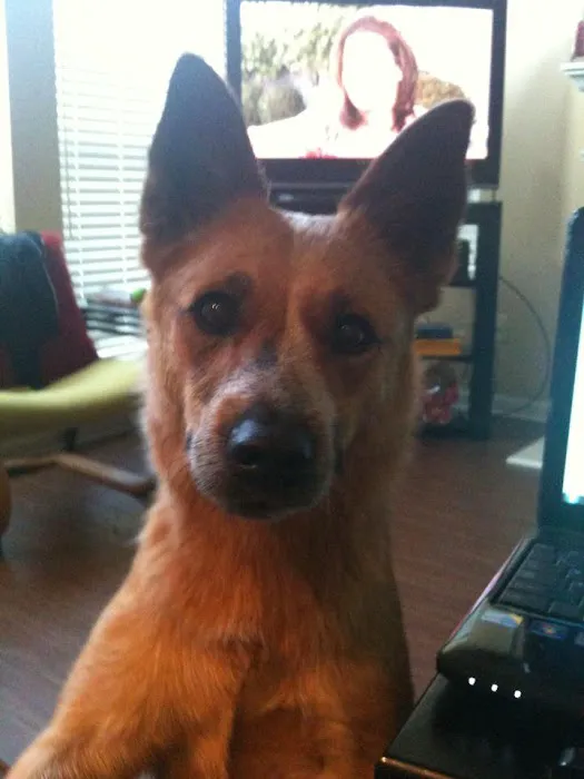 Burlington Animal Clinic Picture 3