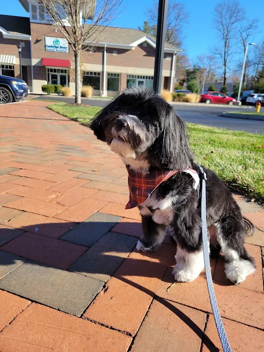 Cambridge Street Animal Hospital Picture 4