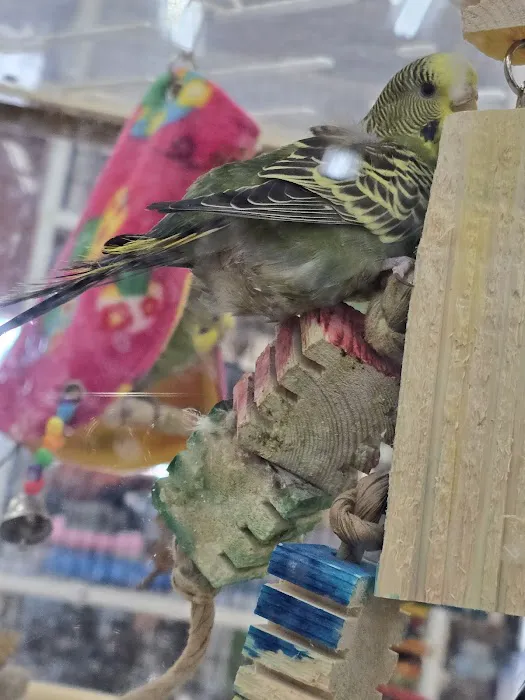 Pet Supermarket Picture 7
