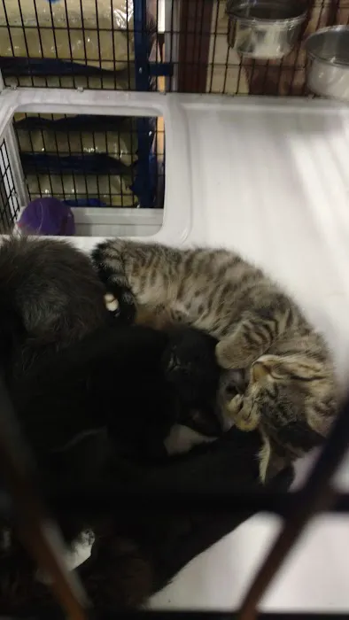 Pet Supermarket Picture 6