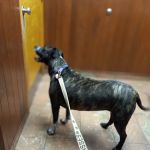Woburn Animal Hospital