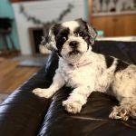 Lexington Veterinary Associates