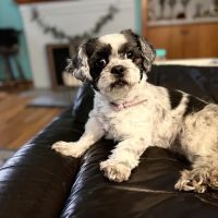 Lexington Veterinary Associates ico