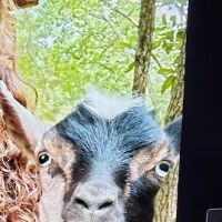 Adams Animal Clinic ico