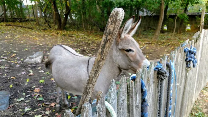 Adams Animal Clinic Picture 3