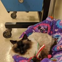 Winchester Veterinary Group ico