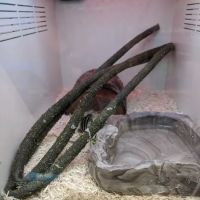Pet Supplies Plus Lexington ico