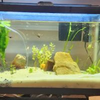 Dustin's Fishtanks ico