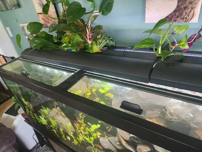 Dustin's Fishtanks Picture 7