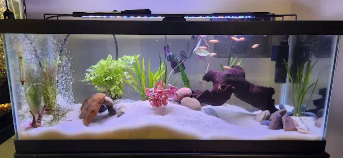 Dustin's Fishtanks Picture 3