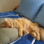 Brodheadsville Veterinary Clinic