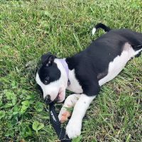 Summit's Pet Shop ico