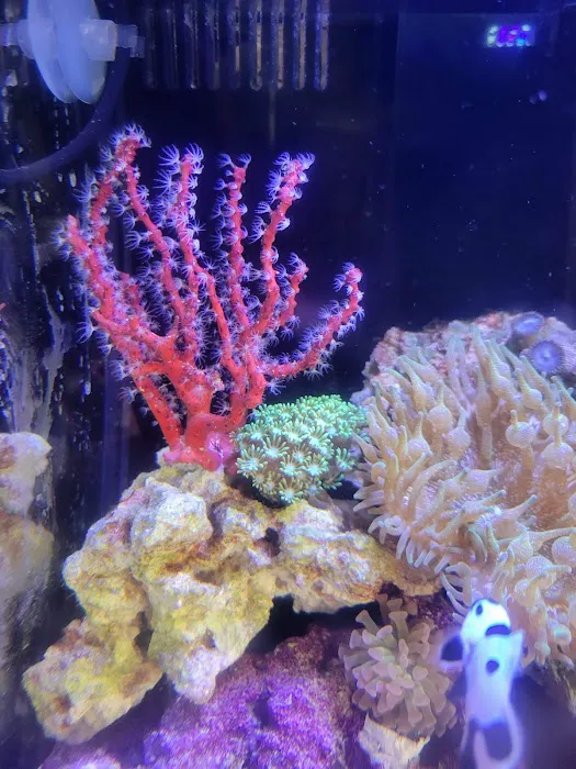 Big Blue Reef Aquatics Picture 5