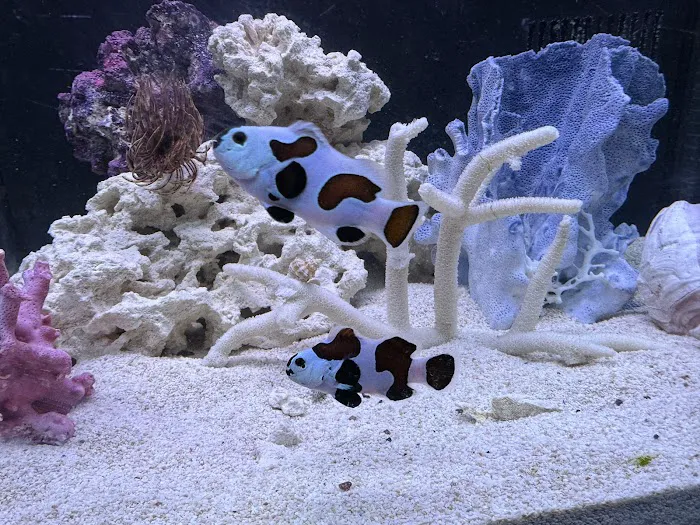 Big Blue Reef Aquatics Picture 10