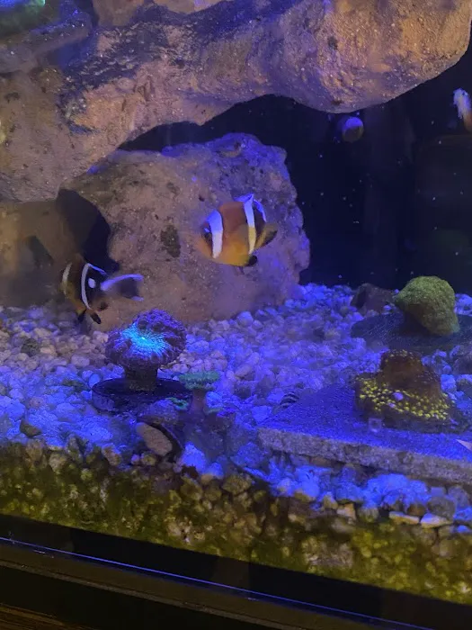 Big Blue Reef Aquatics Picture 9