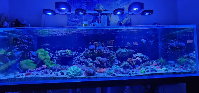 Big Blue Reef Aquatics Picture 1