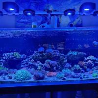 Big Blue Reef Aquatics ico