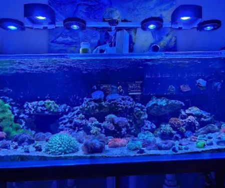 Big Blue Reef Aquatics