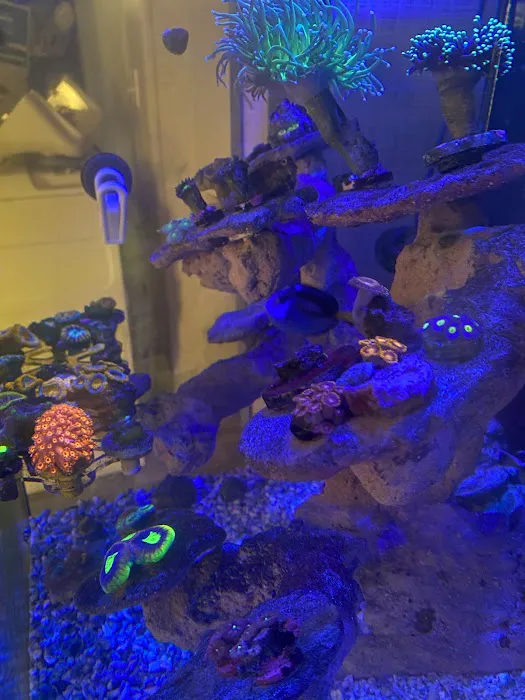 Big Blue Reef Aquatics Picture 4
