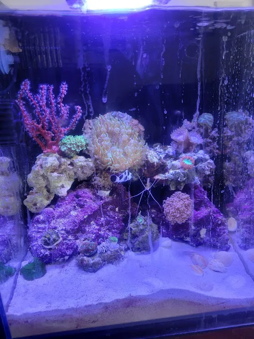 Big Blue Reef Aquatics Picture 8