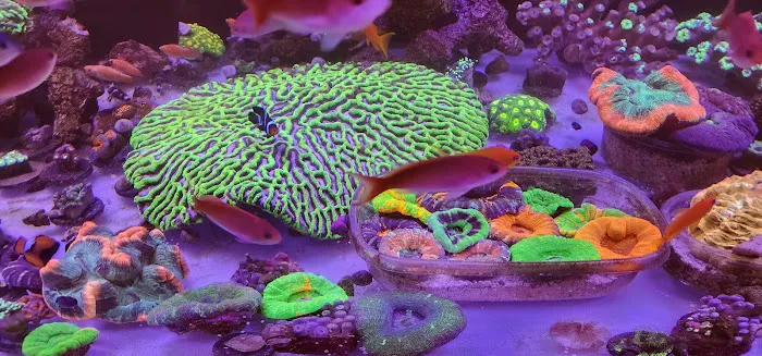 Big Blue Reef Aquatics Picture 2