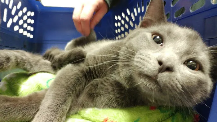 Southtown Veterinary Hospital Picture 6