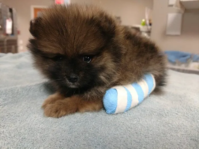 Southtown Veterinary Hospital Picture 1