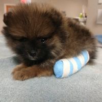 Southtown Veterinary Hospital ico