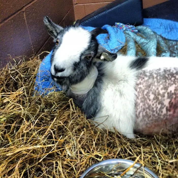 Southtown Veterinary Hospital Picture 8