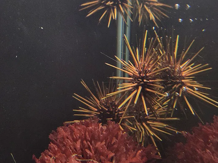 Aquatic Gallery Picture 4