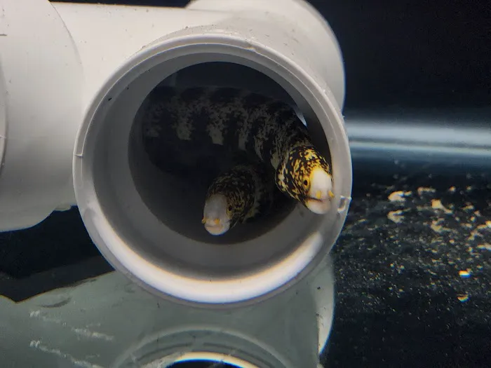Aquatic Gallery Picture 6