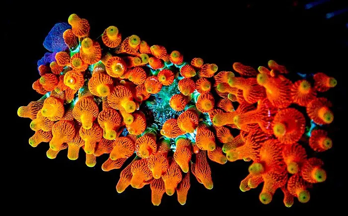 Aquatic Gallery Picture 7