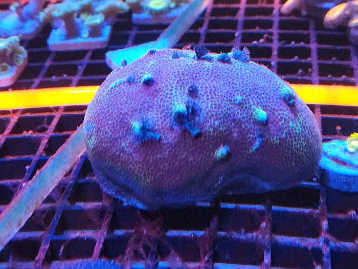Aquatic Gallery Picture 8