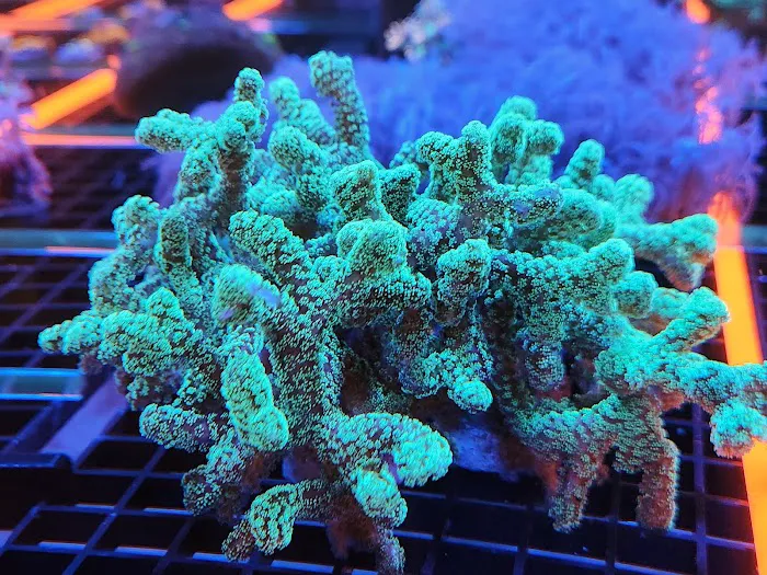 Aquatic Gallery Picture 2