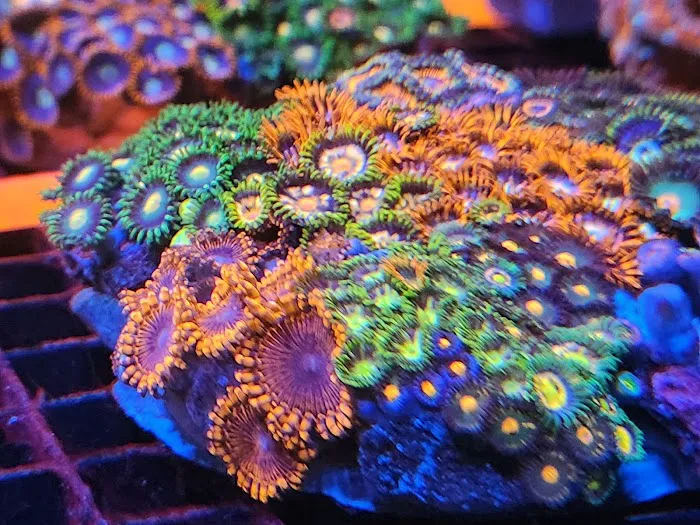 Aquatic Gallery Picture 10