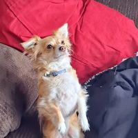 Bunker Hill Veterinary Hospital, PC ico
