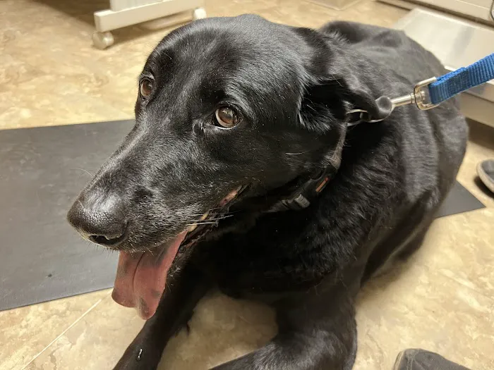 Bunker Hill Veterinary Hospital, PC Picture 10