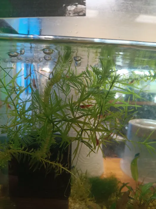 Natural AquariumZ Picture 3