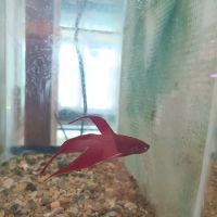 Natural AquariumZ ico