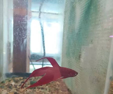 Natural AquariumZ
