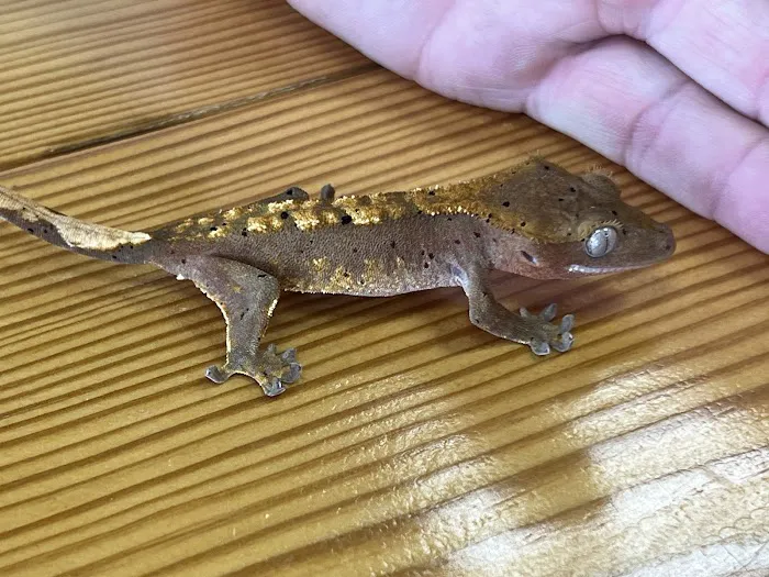 Natural AquariumZ Picture 10