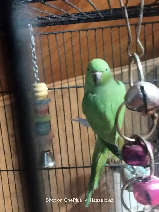 Pet Paradise II Picture 8