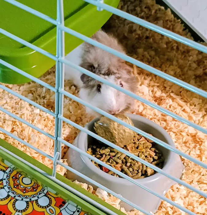 Pet Paradise II Picture 1