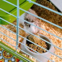 Pet Paradise II ico