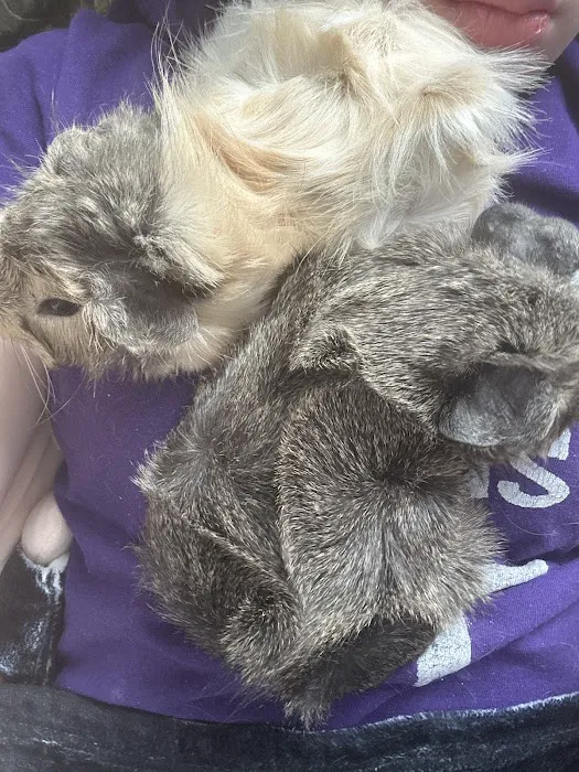 Pet Paradise II Picture 10