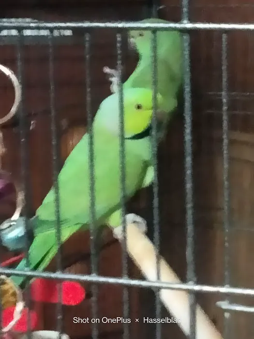 Pet Paradise II Picture 9